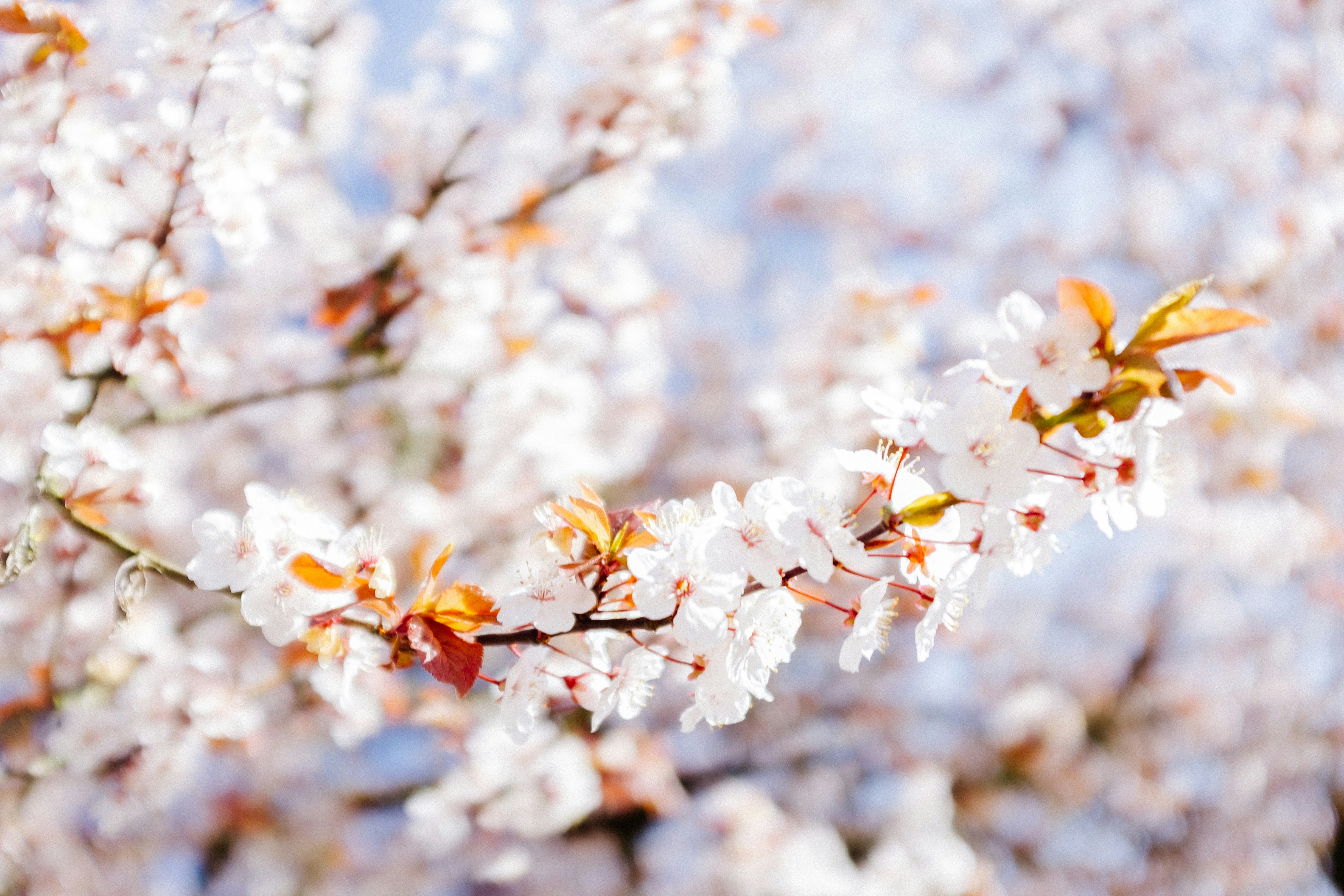 宁波AuT带你解析日语表达